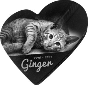 Ginger pet rock